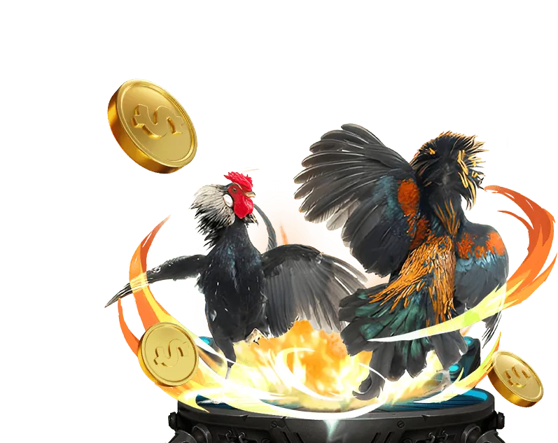 Đấu trường đá gà trực tuyến tại KV999